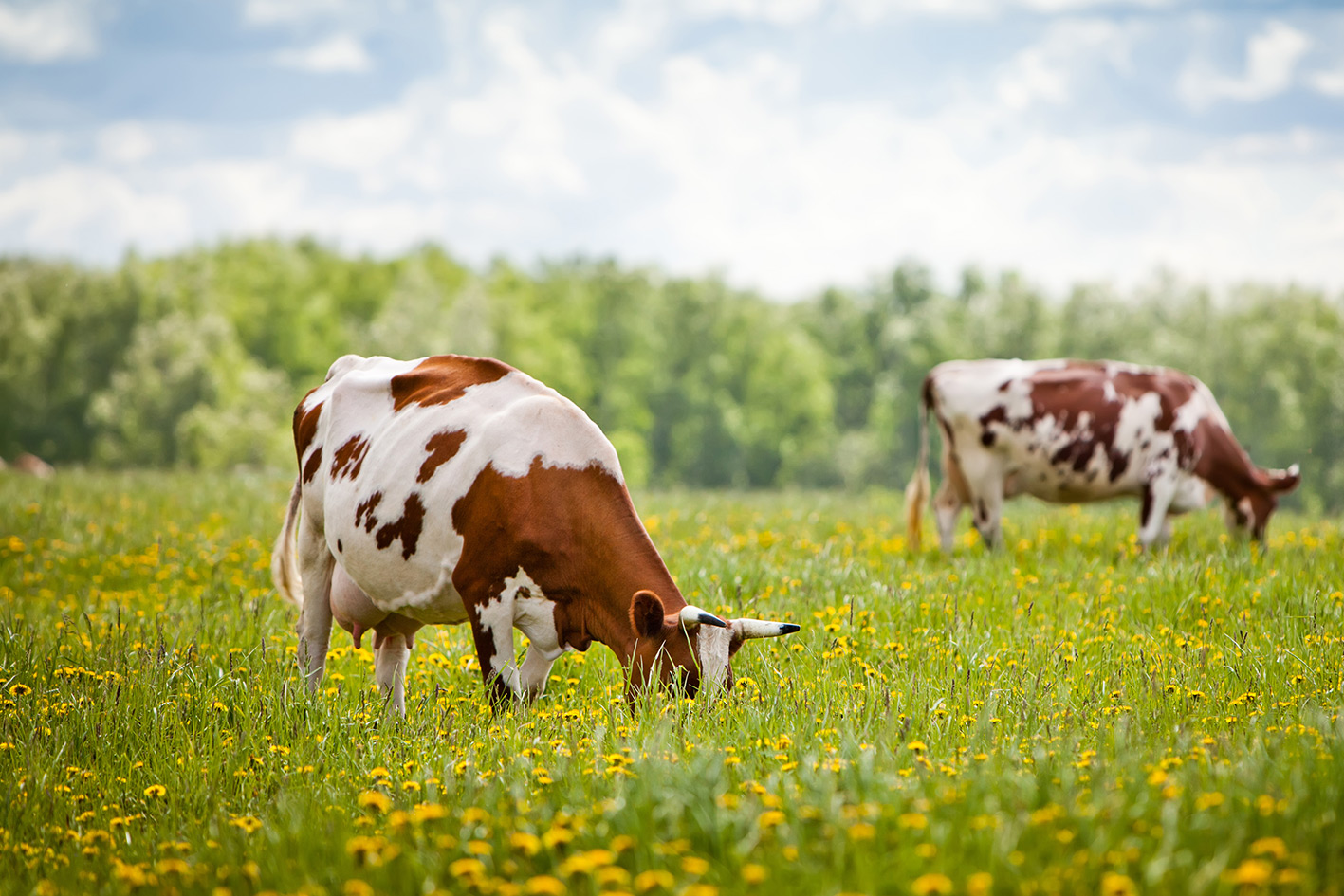 Zwei K&uuml;he auf einer Weide