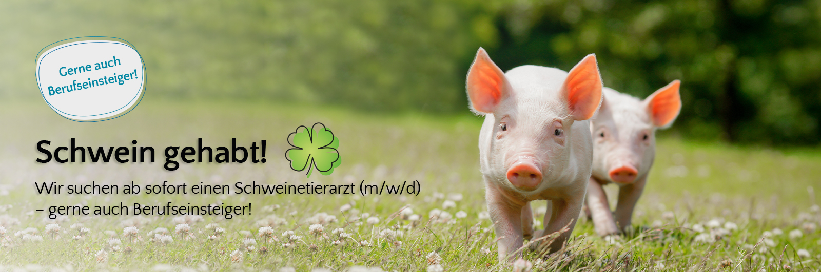 wei neugierige Ferkel auf einer Blumenwiese mit Schriftzug &bdquo;Schwein gehabt!&ldquo; &ndash; Stellenanzeige f&uuml;r Schweinetierarzt (m/w/d), auch f&uuml;r Berufseinsteiger.
