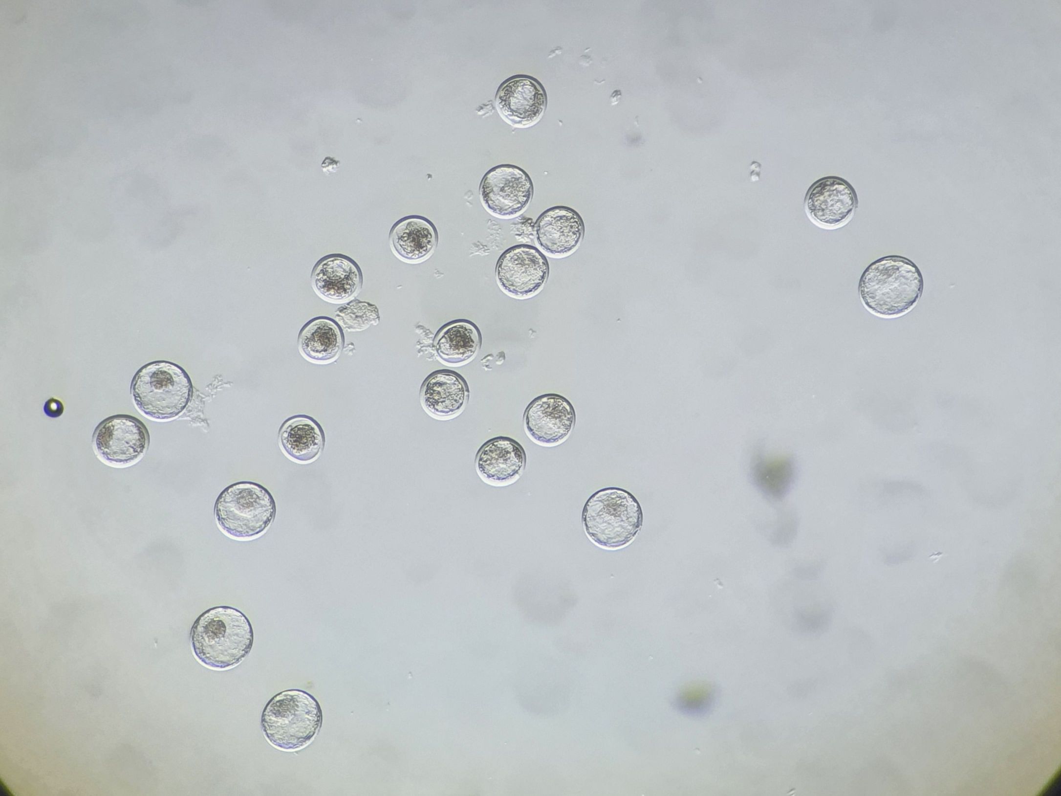 Blick durch das Mikroskop auf mehrere Embryonen von Kühen – bereit für den Embryotransfer in der modernen Rinderzucht.
