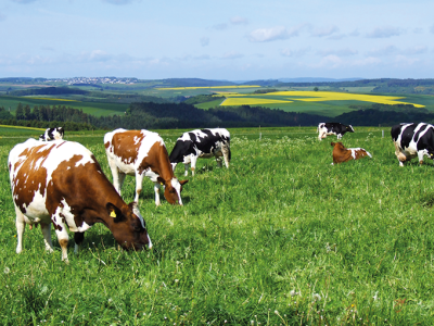 Rinder auf einer Weide.