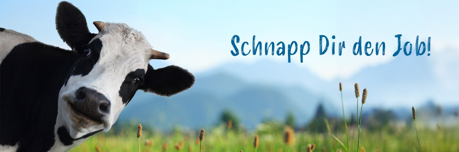 Eine Kuh auf einer Wiese mit dem Spruch "Schnapp Dir den Job!"